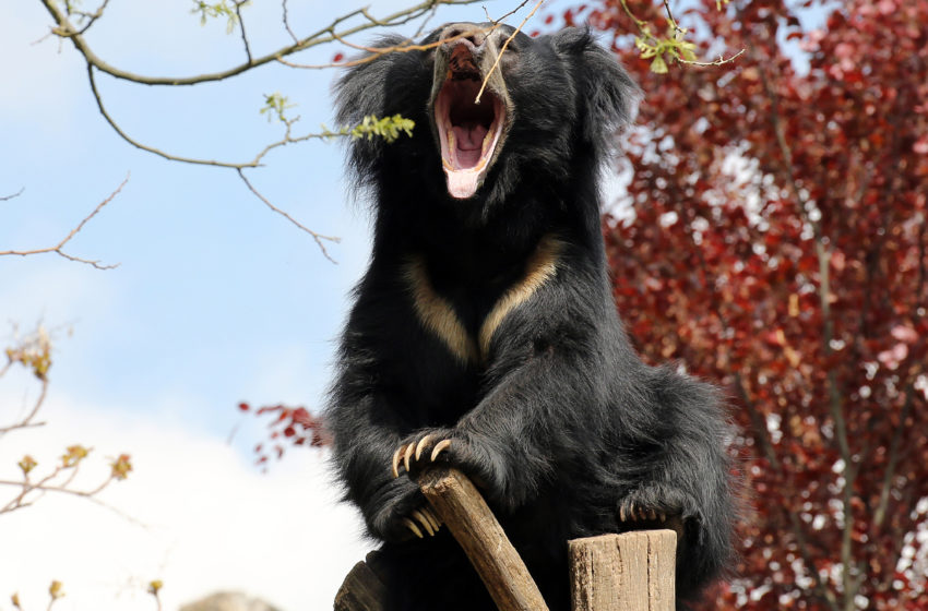  Zoo Leipzig: Rück- und Ausblick