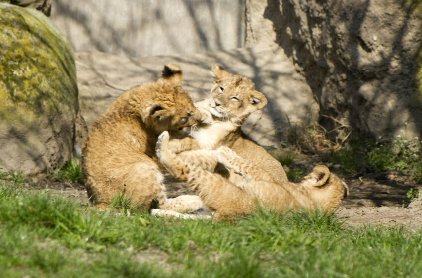  Nachwuchs im Tierpark – Rückhalt im Stadtrat