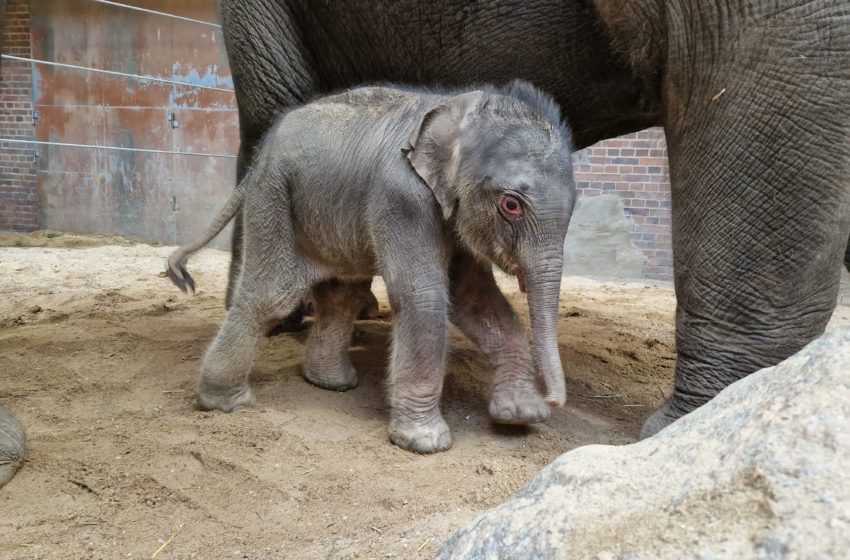  Süßer geht kaum: Elefanten-Nachwuchs im Zoo Leipzig