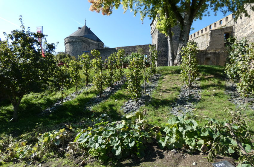  Essbares Andernach
