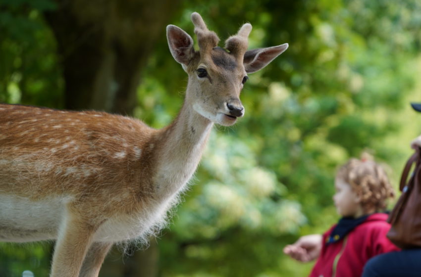  Premiere: Erste „Niedersächsische Zootage“ im Herbst