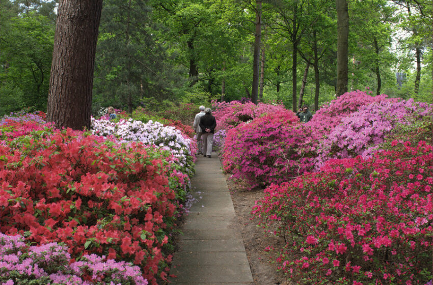  Licht, Kunst und Magie im Rhododendron-Park Bremen