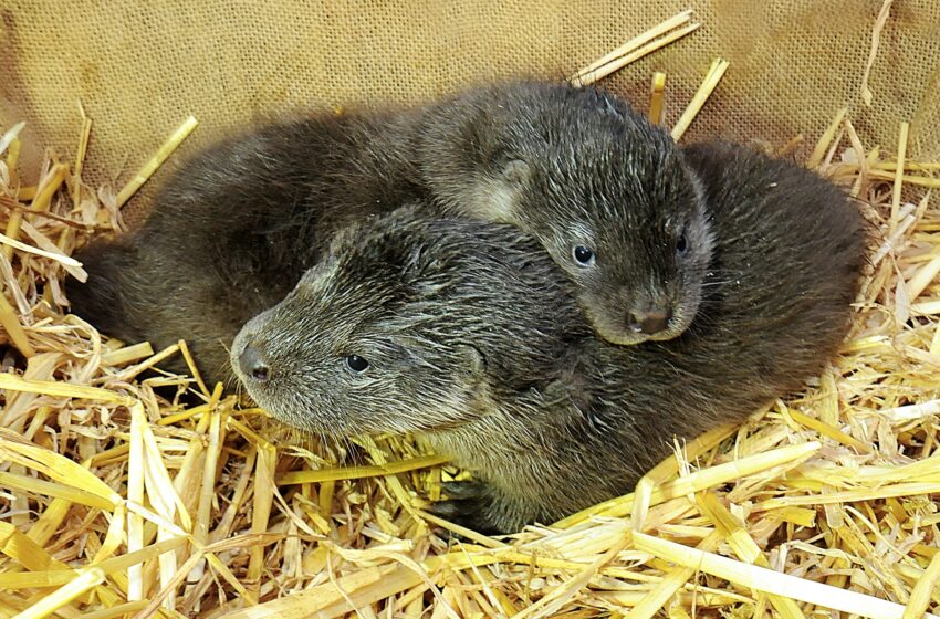  Fischotter-Nachwuchs im Wildpark Schwarze Berge