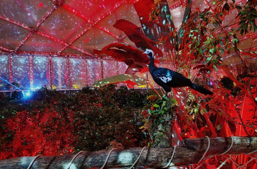  Zoo Leipzig: Start des Magischen Tropenleuchtens