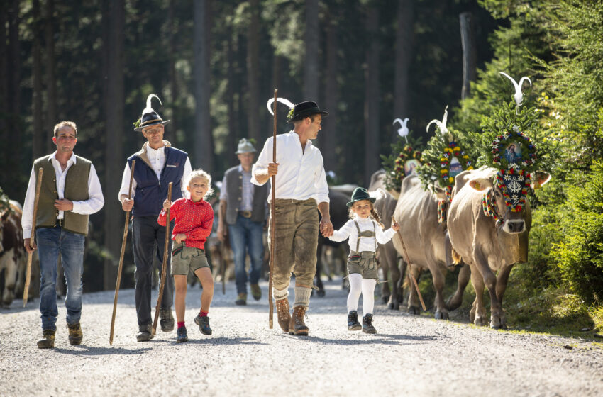  September 2024: Almabtriebe in Tux-Finkenberg