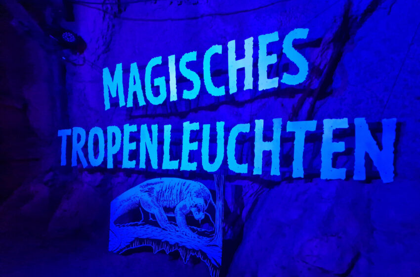  Zoo Leipzig: Ab heute leuchtet es wieder magisch