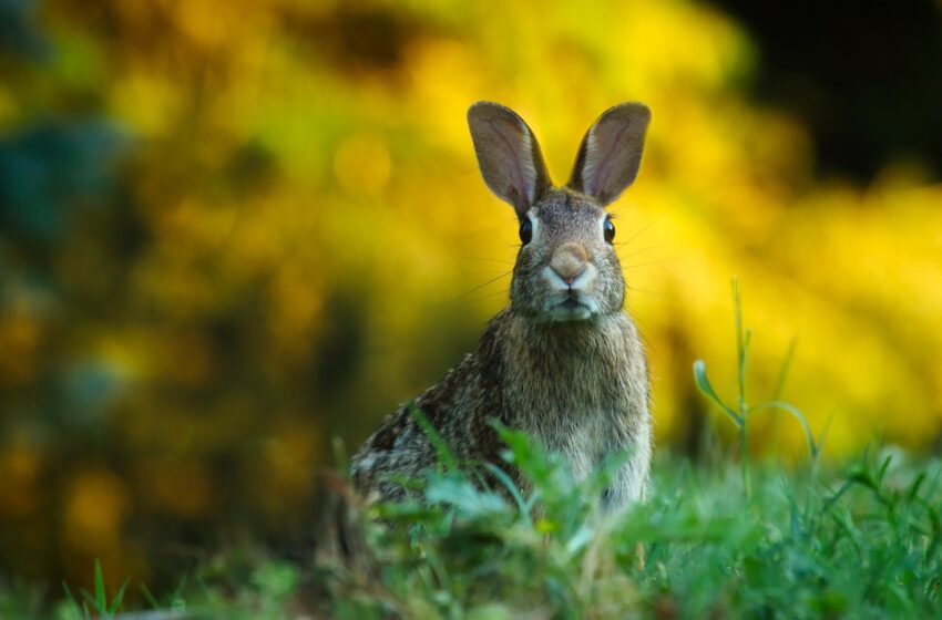  Frohe Ostern 2025!